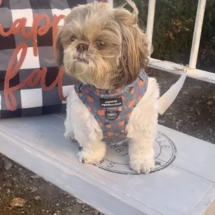 Lucky Boo enjoying his walkies there! Did I mention they are pet friendly?!