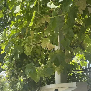 Seating area under the grape vine