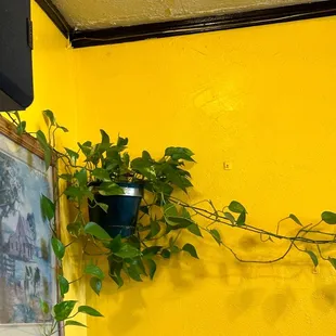 Plant - leave are very long that goes all the way in the room.