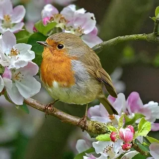 Robin B.
