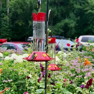 Hummingbirds sipping nectar.
