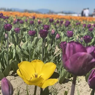 a field of purple and yellow tulips