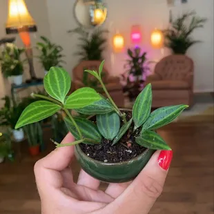 Peperomia