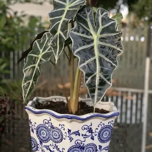 Alocasia 'Polly'
