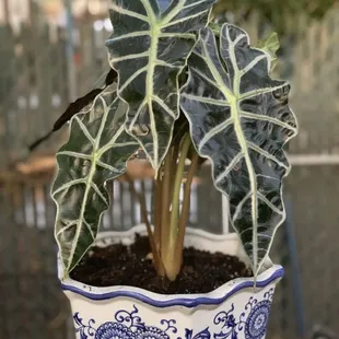 Alocasia 'Polly'