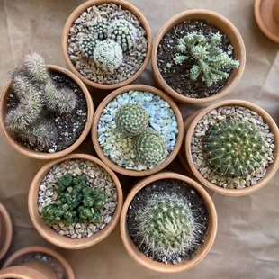 -13 large cacti selection