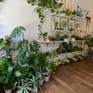 Plant wall