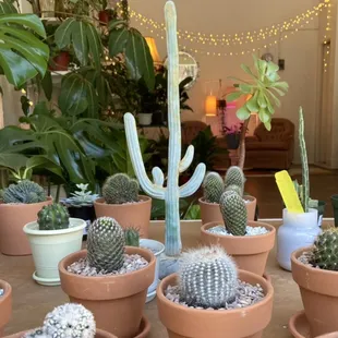 Cacti selection $13