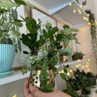 Turtle Peperomias almost always available