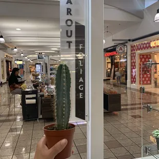 Piloscereus azureus comes around once in a while