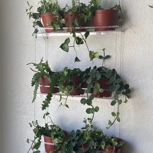 Natal Ivy , fishbone, pep.hope