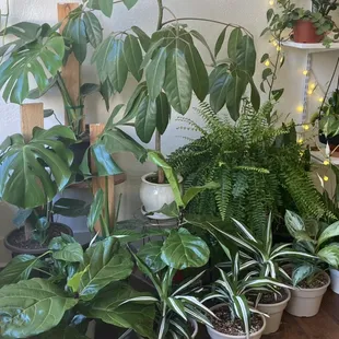 Fiddle leaf, Monstera, Dracaena, Boston fern,Agleonema