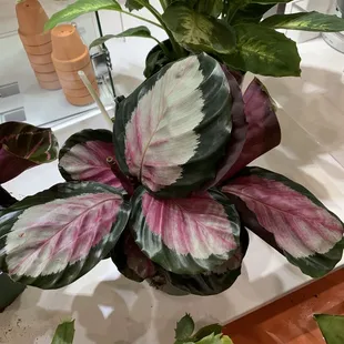 Calathea Roseopicta "rosy" (prayer plant)
