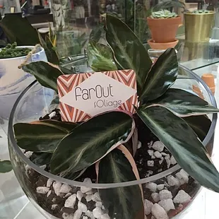 Calathea arrangement