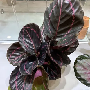 Calathea Roseopicta