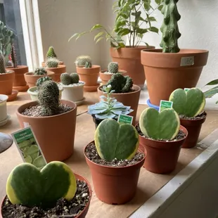 Hoya sweetheart var.