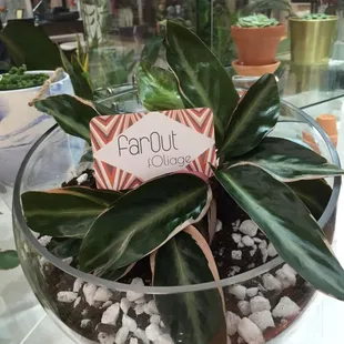 Plants make great gifts