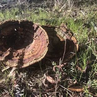 Beautiful mushroom find near the parks sidewalk that leads to the Mississippi River