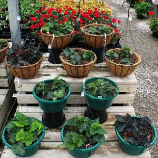 House plants