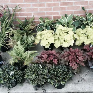 These are the beauties that I took home.