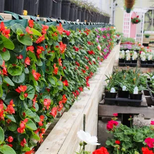 Annuals