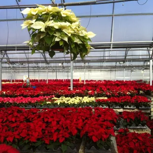 Holiday Sales!