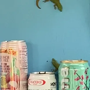 Two adorable gold dust day geckos entertaining us while we waited.