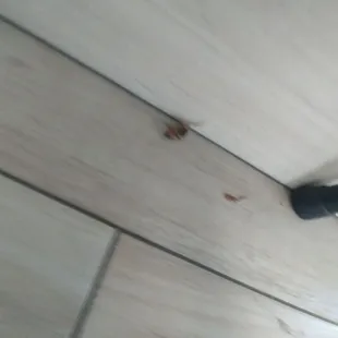 The cockroach that was on the place.