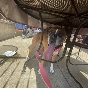 Our Dog Hazel.... The delightful waitress made sure she had plenty of water