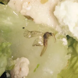 A second insect found in the salad