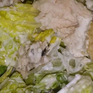 Fly in the salad my coworker bought at fastinos
