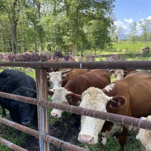Feeding the heifers