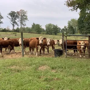 Miniature Herefords