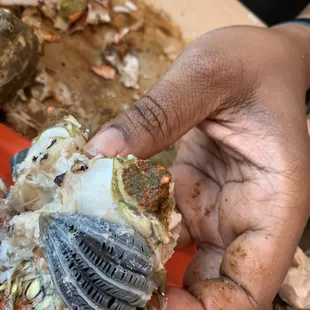 Discolored and offensive smell Fat Boy crabs that management would not rectify.