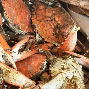 oysters and mussels, food