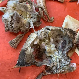 Bottom of the barrel. Inedible Fat BOY Crabs