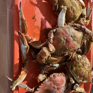 1/2 dozen male large crabs