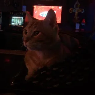 Fat Matt Jr, AKA Junior