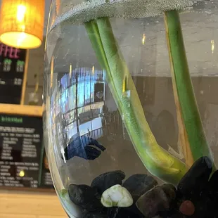 Dying fish