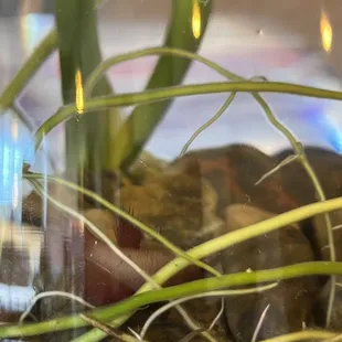 a plant in a glass vase