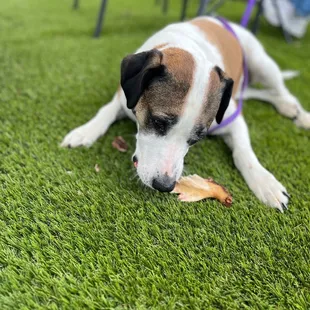 The staff gave our dog a pork bone. She gave it 5 stars!
