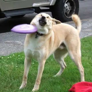 Btent J.