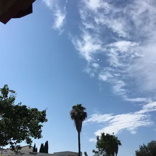 a palm tree and a blue sky