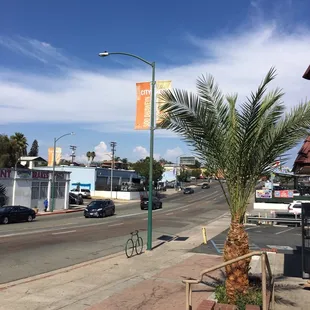 a palm tree on the sidewalk