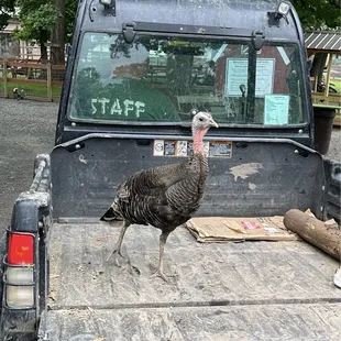 Some of the staff members are real turkeys!