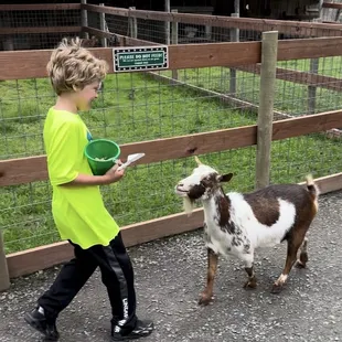 This goat wouldn't quit following us! :)