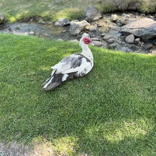Duck that popped his Mohawk up for me!