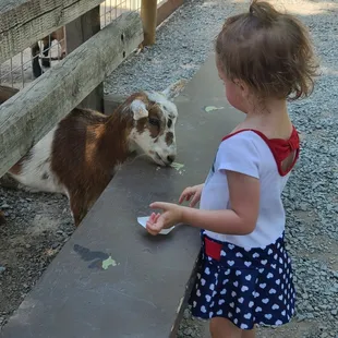 The bench made a easy way for our toddler to feed the goats.