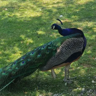 Peacock!
