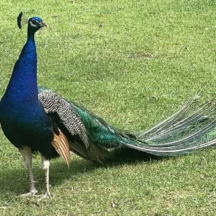 Peacock